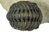 Detailed Phacopid (Morocops) Trilobite - Foum Zguid, Morocco #310576-2